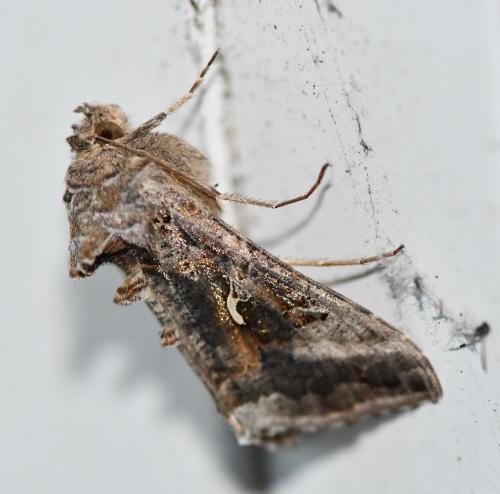 Réf. 268 300 : Autographa gamma